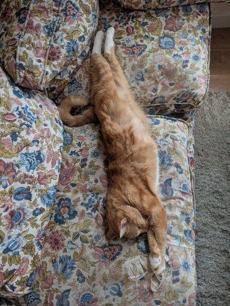 Enlarge Snowball, a Adoptable Domestic Short Hair in Burlington, VT image 5/6
