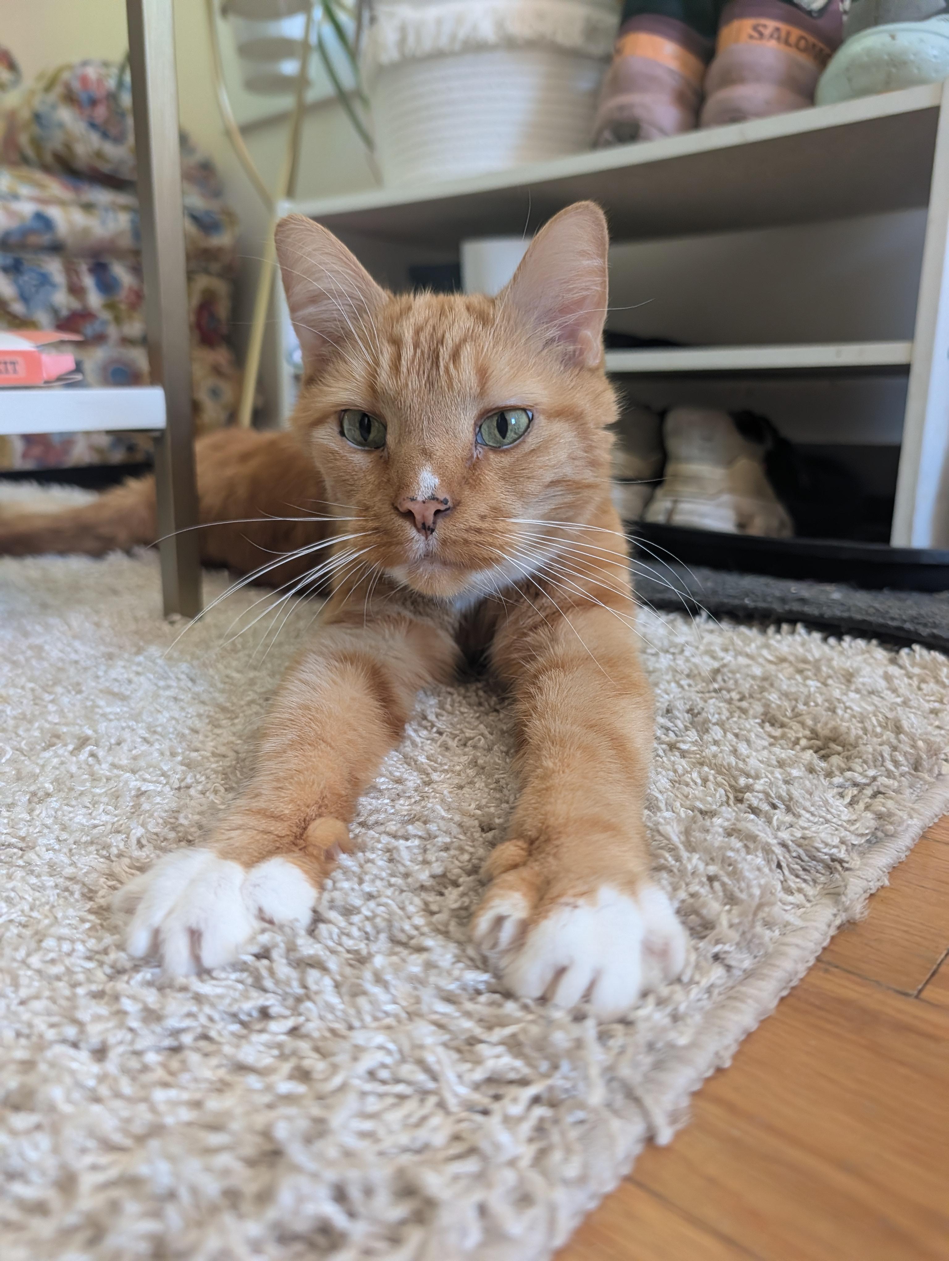 Enlarge Snowball, a Adoptable Domestic Short Hair in Burlington, VT image 6/6