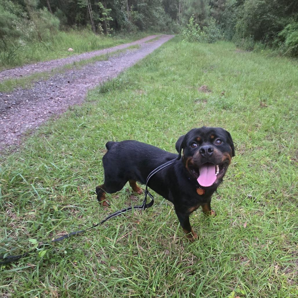Enlarge Dozer, a Adoptable Rottweiler in Bessemer, AL image 1/6