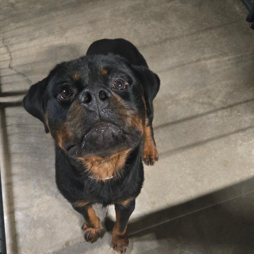 Enlarge Dozer, a Adoptable Rottweiler in Bessemer, AL image 2/6