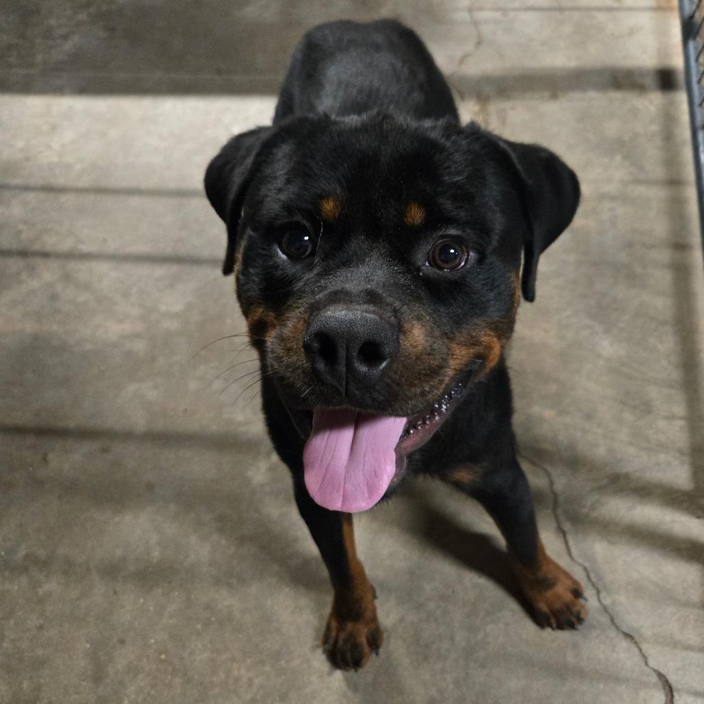 Enlarge Dozer, a Adoptable Rottweiler in Bessemer, AL image 3/6