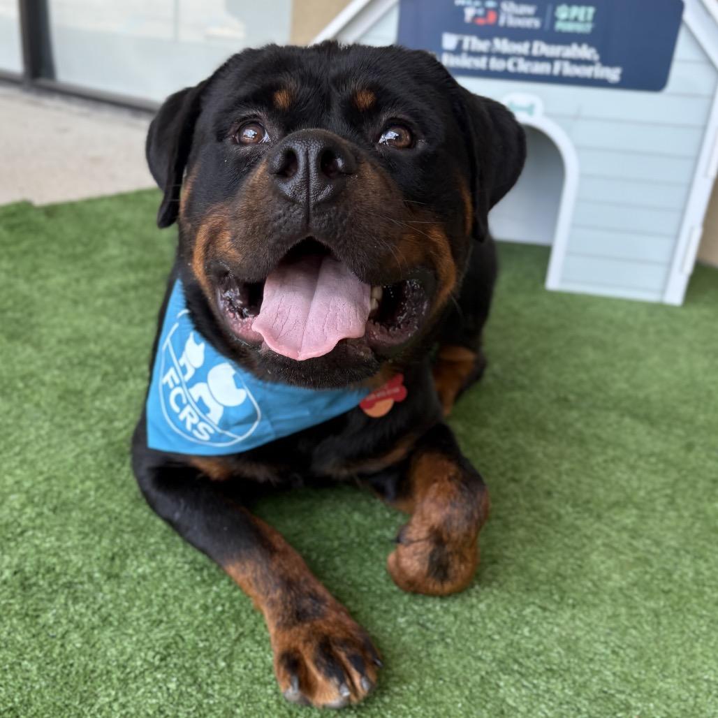 Enlarge Dozer, a Adoptable Rottweiler in Bessemer, AL image 4/6