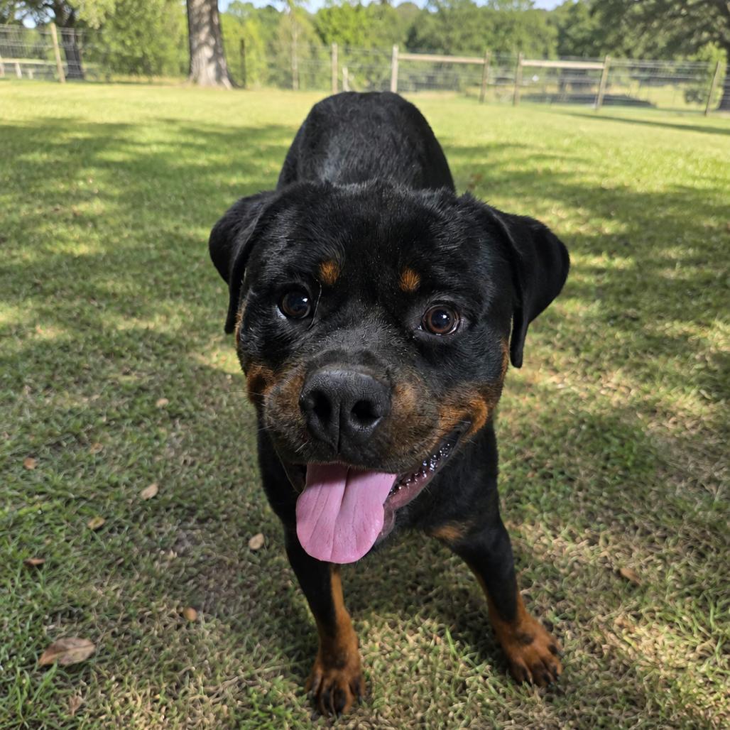 Enlarge Dozer, a Adoptable Rottweiler in Bessemer, AL image 6/6