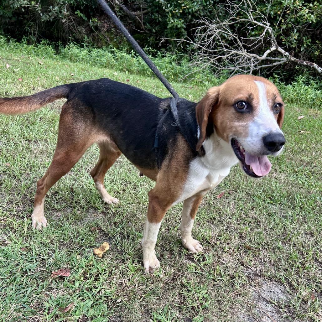 Bison, a Adoptable mixed breed in Newport, NC image 1/6