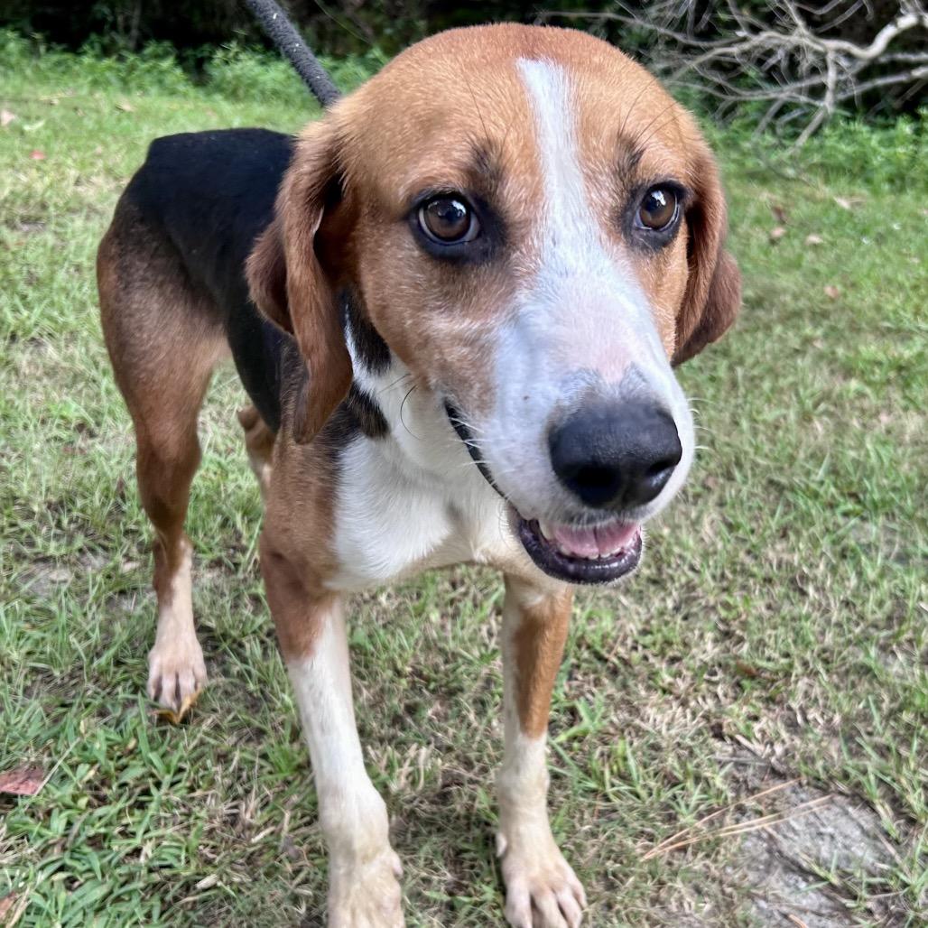Bison, a Adoptable mixed breed in Newport, NC image 2/6