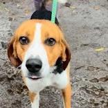 Bison, a Adoptable mixed breed in Newport, NC image 3/6