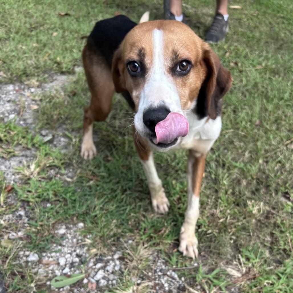 Bison, a Adoptable mixed breed in Newport, NC image 4/6