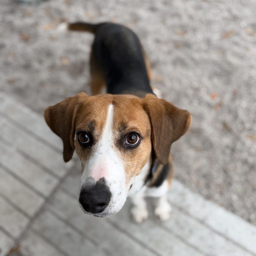 Enlarge Bison, a Adoptable mixed breed in Newport, NC image 1/1