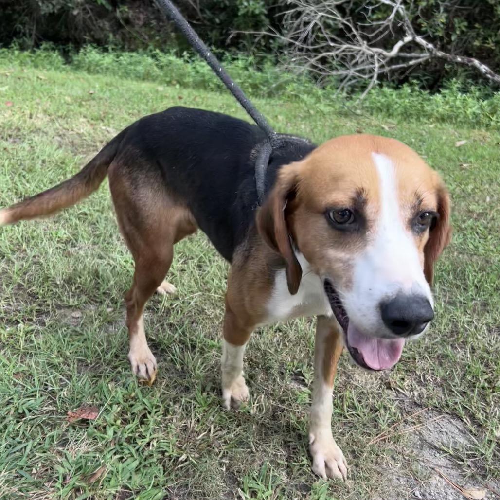 Bison, a Adoptable mixed breed in Newport, NC image 6/6
