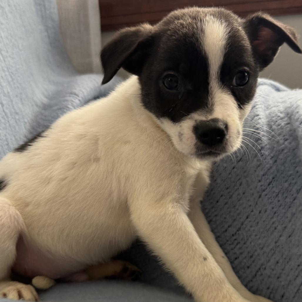 Enlarge NY Prairie (Foster in Mahopac), a Adoptable mixed breed in Eastford, CT image 1/4