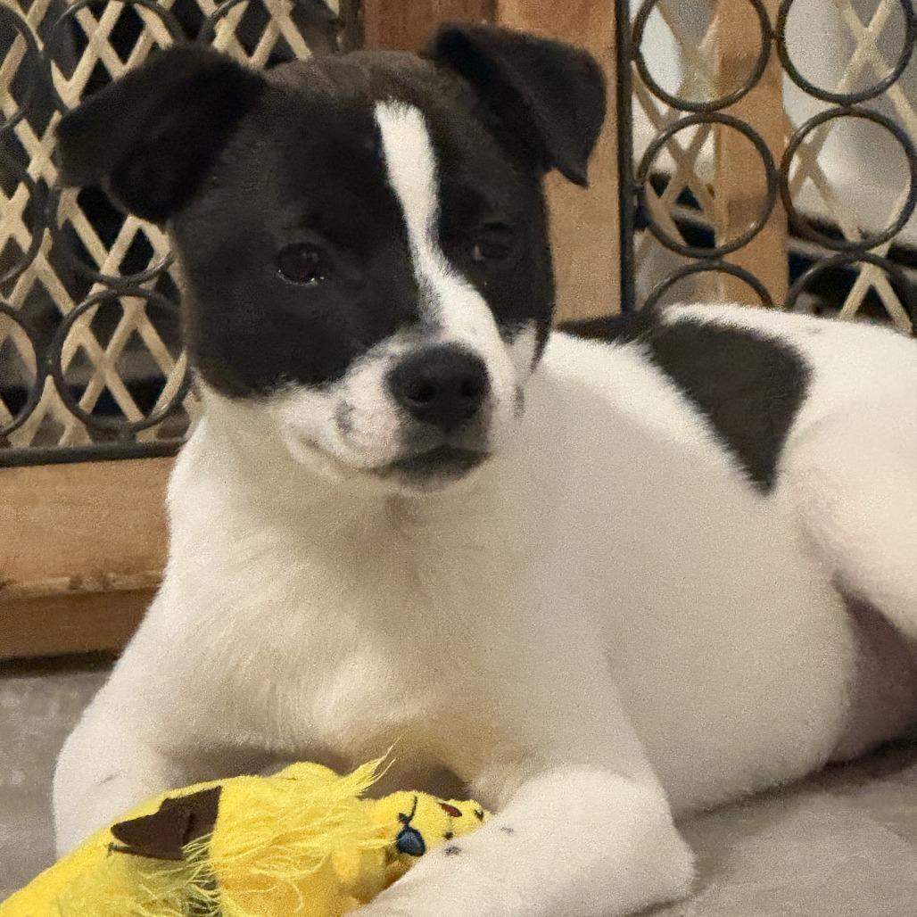 NY Prairie Feb 21 (Tractor Supply Patterson NY), a Adoptable mixed breed in Eastford, CT image 2/6