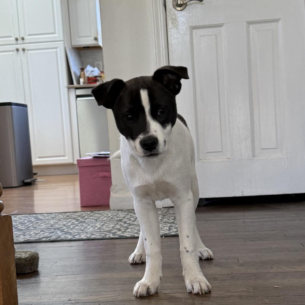 Enlarge NY Prairie (Foster in Brewster NY), a Adoptable mixed breed in Eastford, CT image 2/6