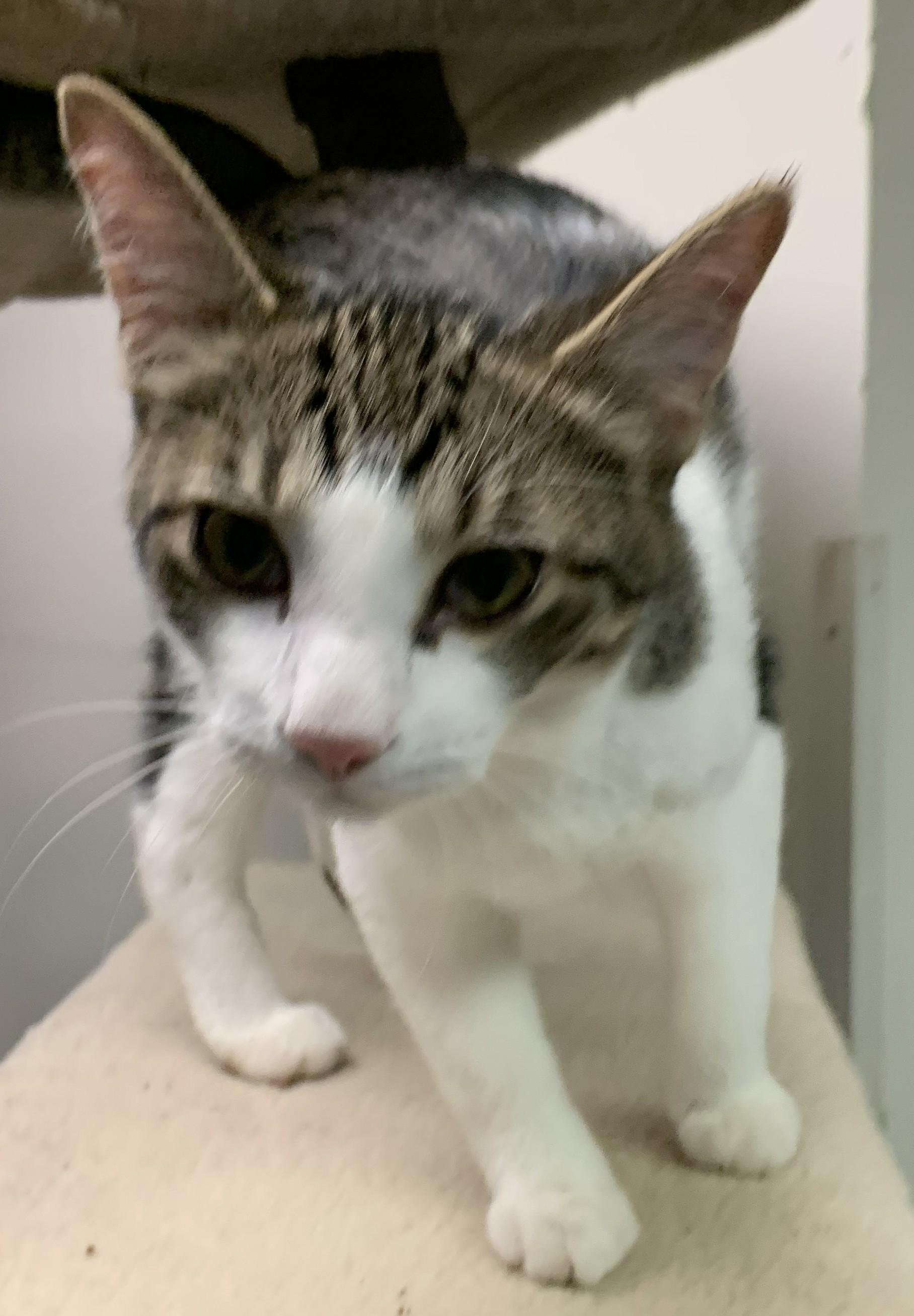 Granola26, ADOPTABLE, Kitten Female Domestic Long Hair.
