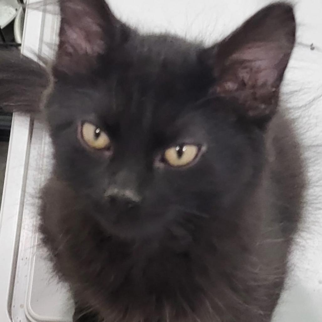 Holland AKA AA 61, Adoptable, Kitten Male Domestic Medium Hair.