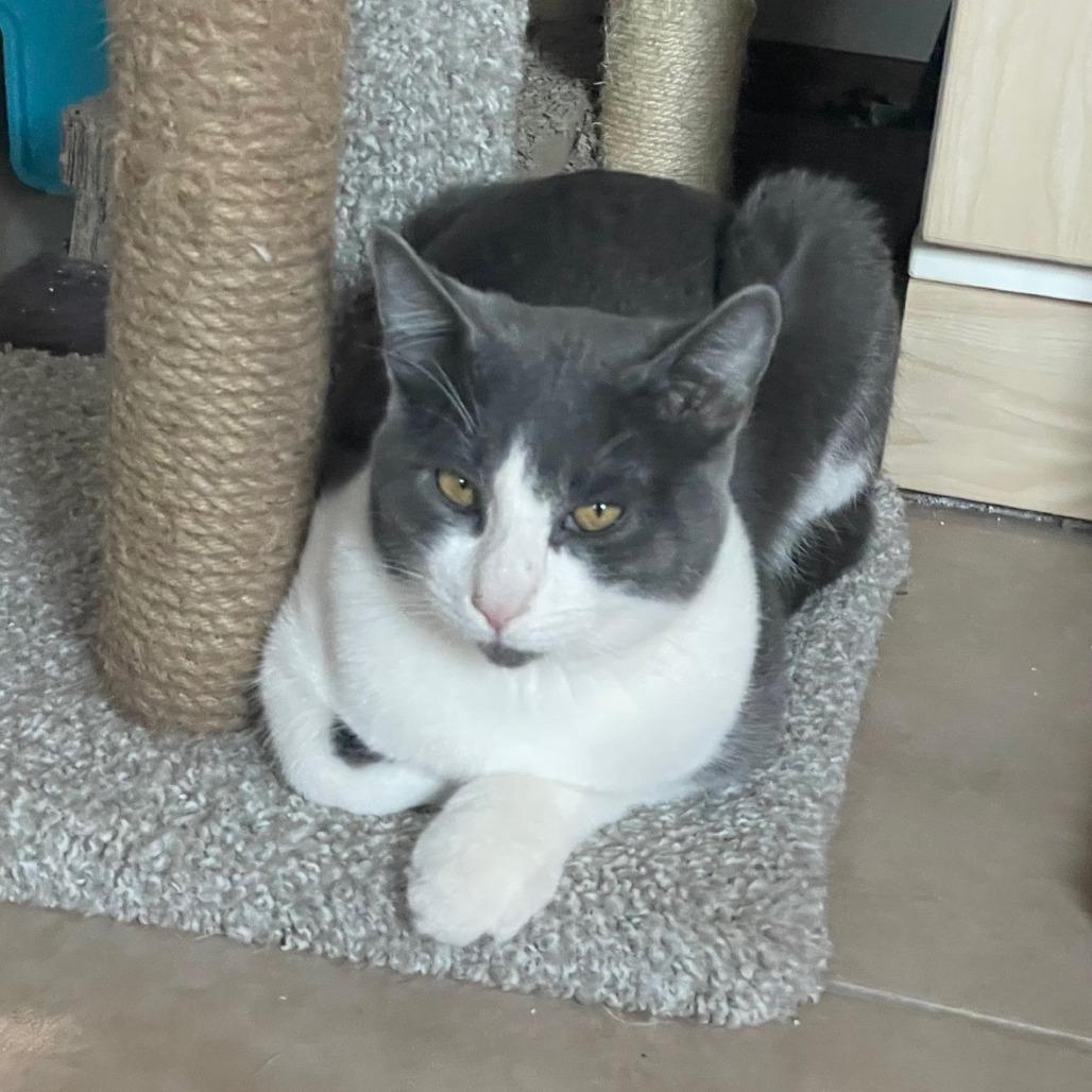 Enlarge Boots, a Adoptable Domestic Short Hair in Prescott, AZ image 1/5