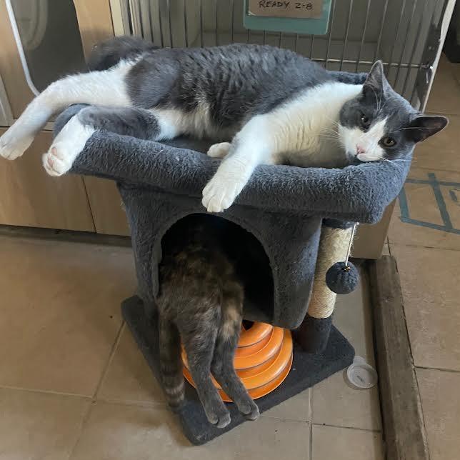 Enlarge Boots, a Adoptable Domestic Short Hair in Prescott, AZ image 3/5