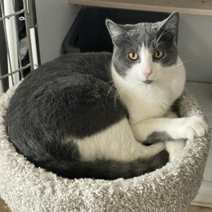 Enlarge Boots, a Adoptable Domestic Short Hair in Prescott, AZ image 4/5