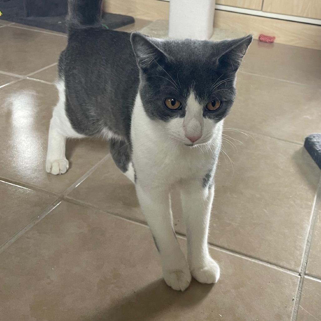 Enlarge Boots, a Adoptable Domestic Short Hair in Prescott, AZ image 4/5