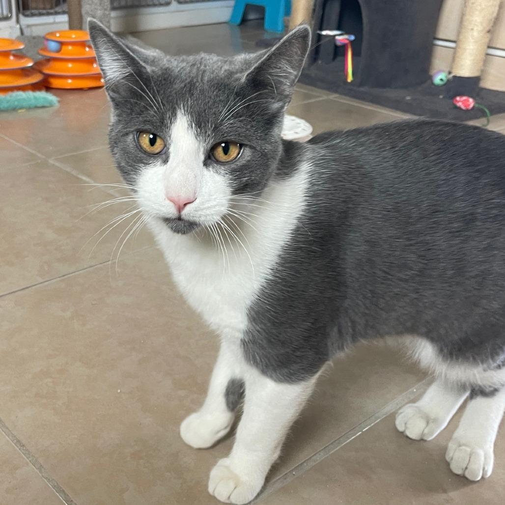 Enlarge Boots, a Adoptable Domestic Short Hair in Prescott, AZ image 5/5