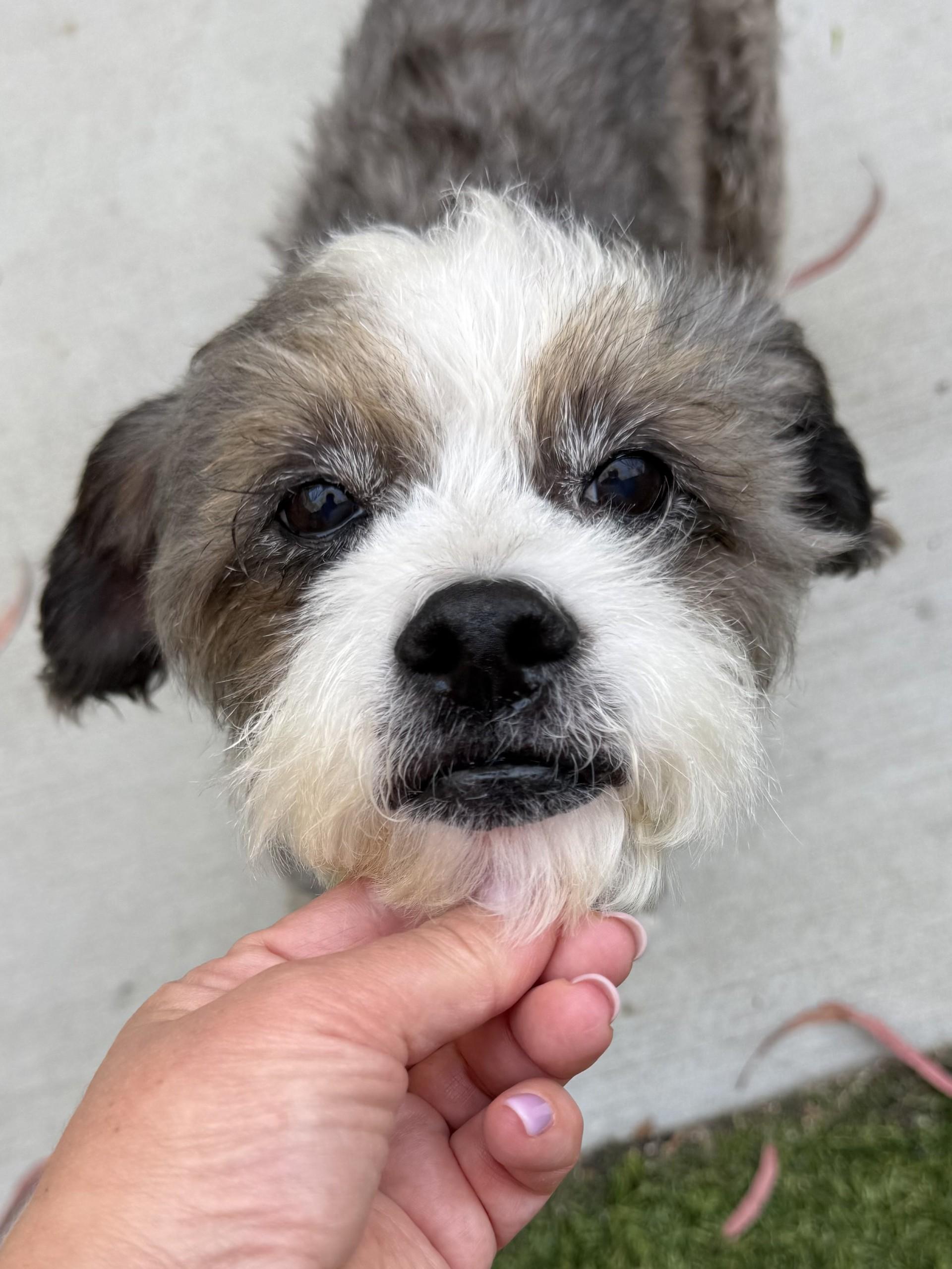 Orio, a ADOPTABLE mixed breed in Los Alamitos, CA image 5/6
