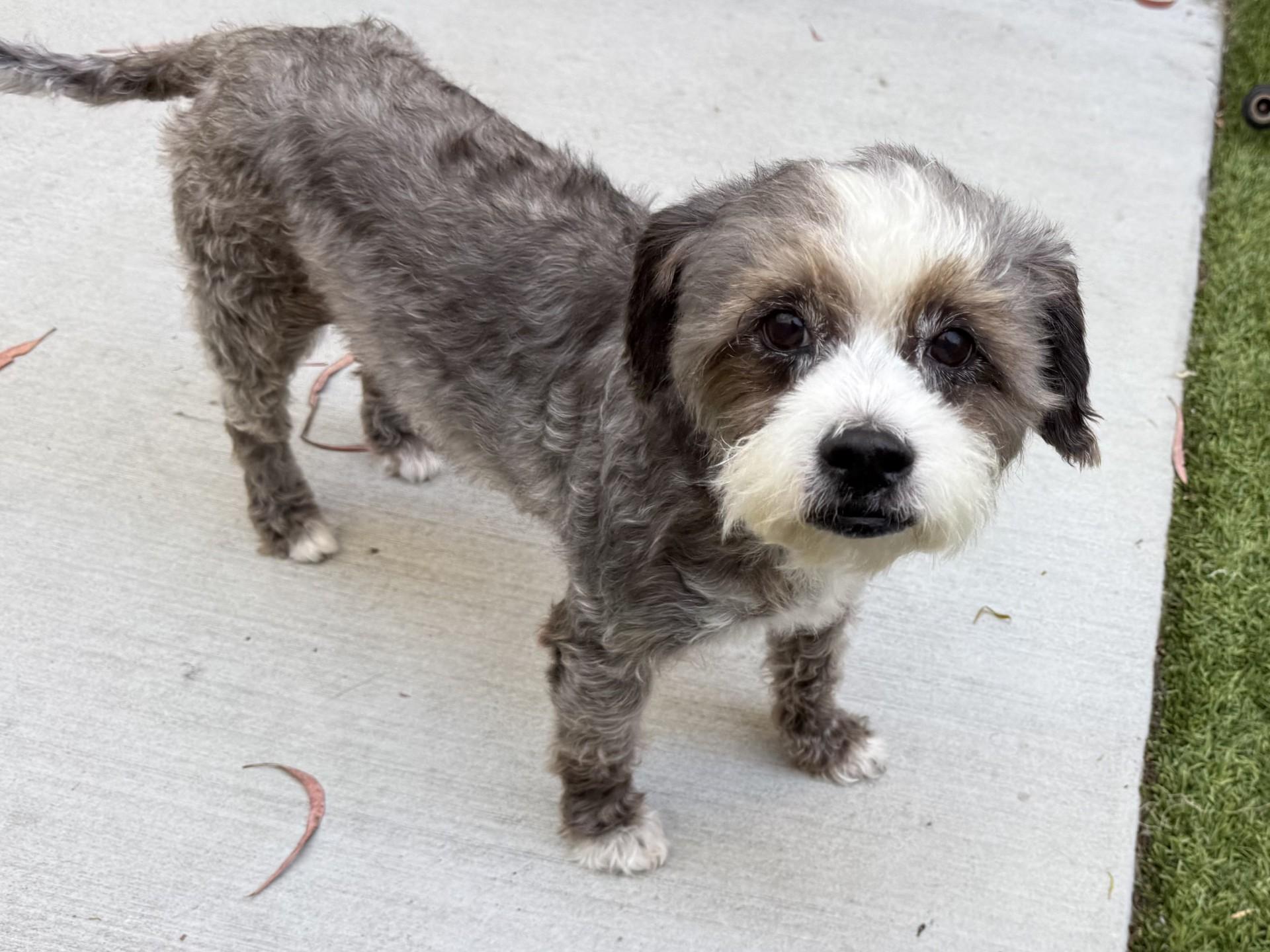 Orio, a ADOPTABLE mixed breed in Los Alamitos, CA image 4/6