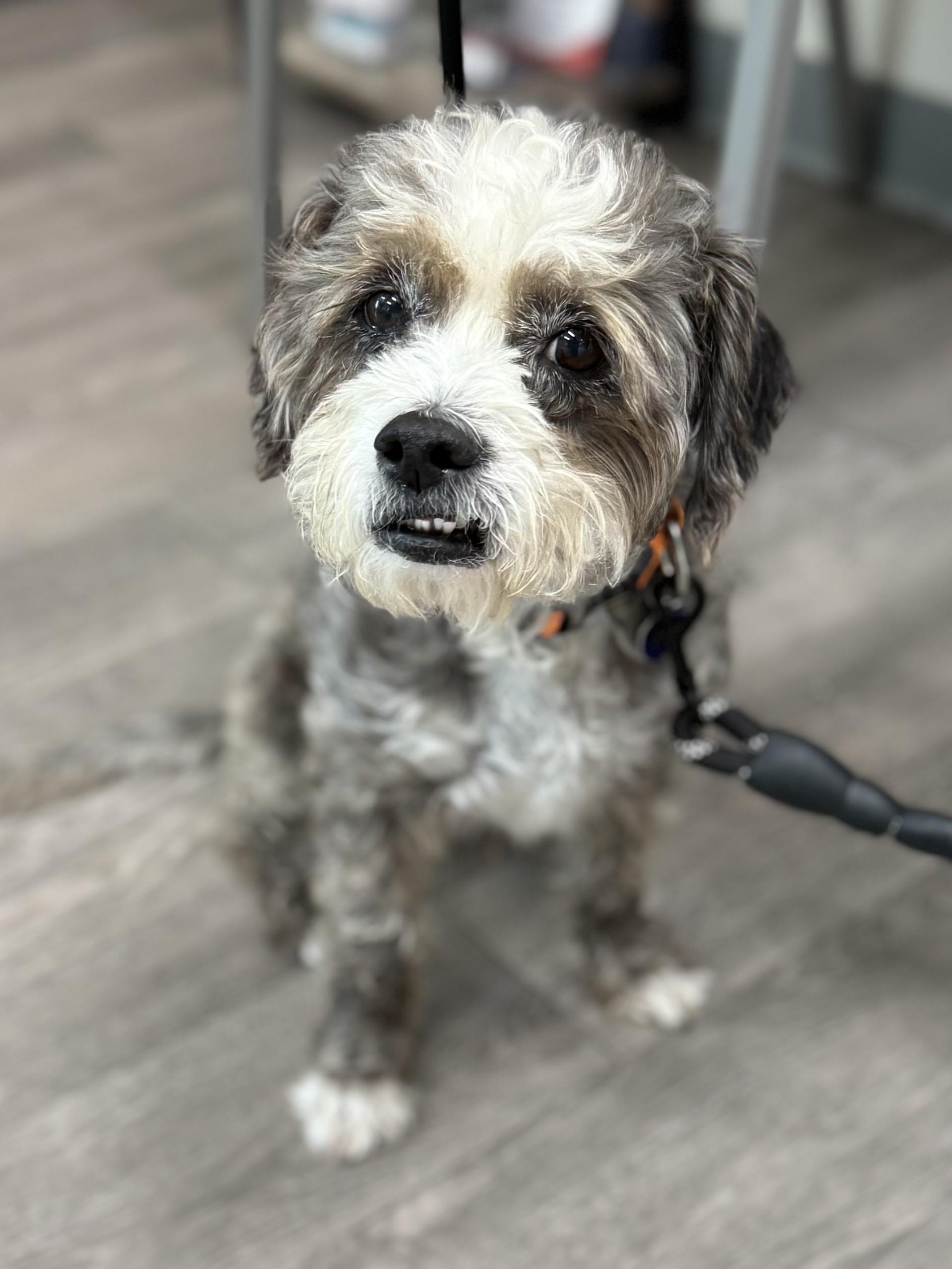 Orio, a ADOPTABLE mixed breed in Los Alamitos, CA image 6/6