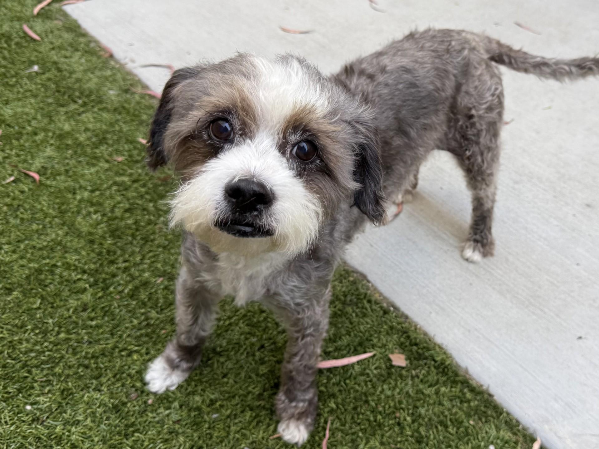 Orio, a ADOPTABLE mixed breed in Los Alamitos, CA image 3/6