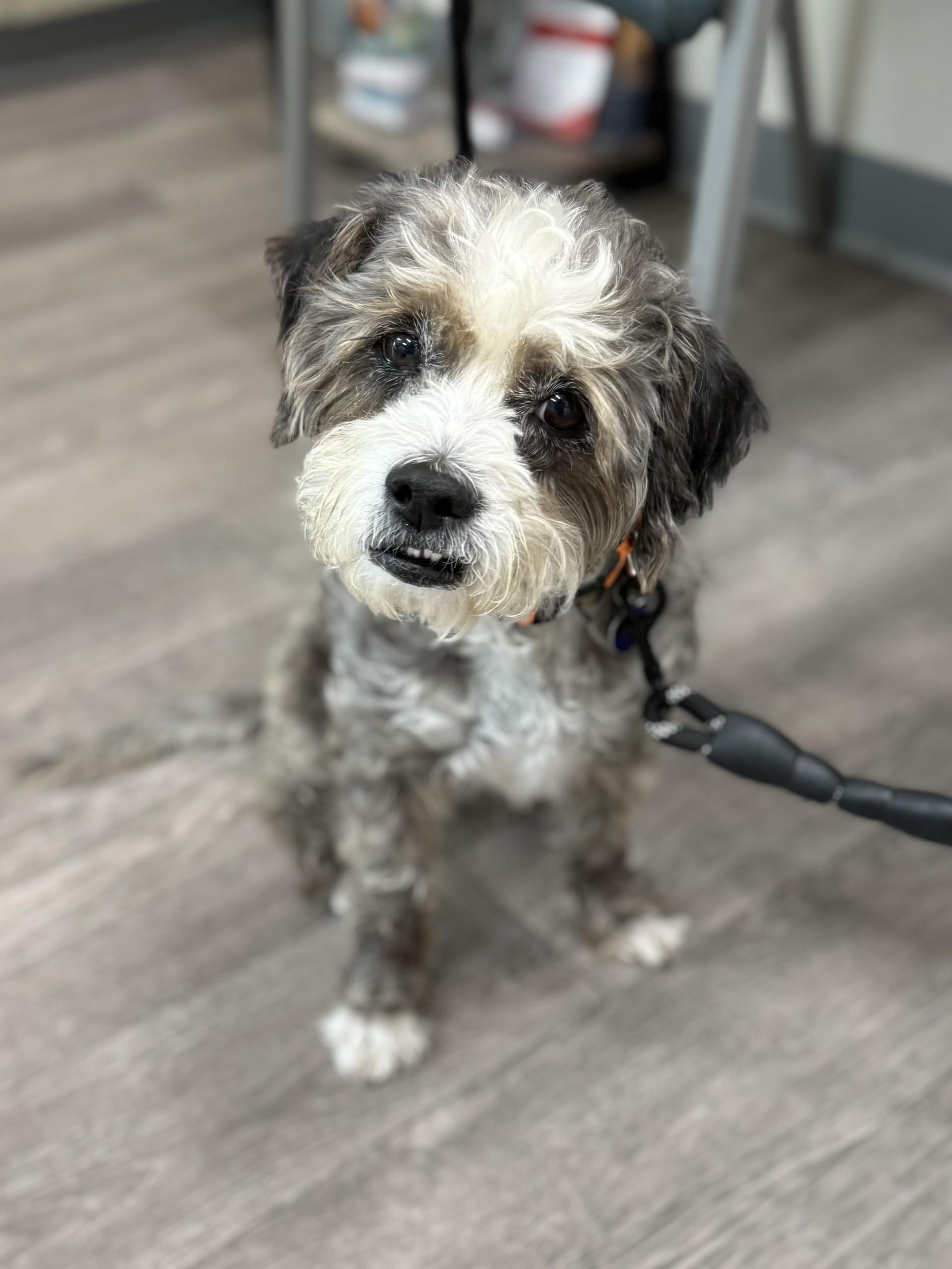 Orio, a ADOPTABLE mixed breed in Los Alamitos, CA image 1/6