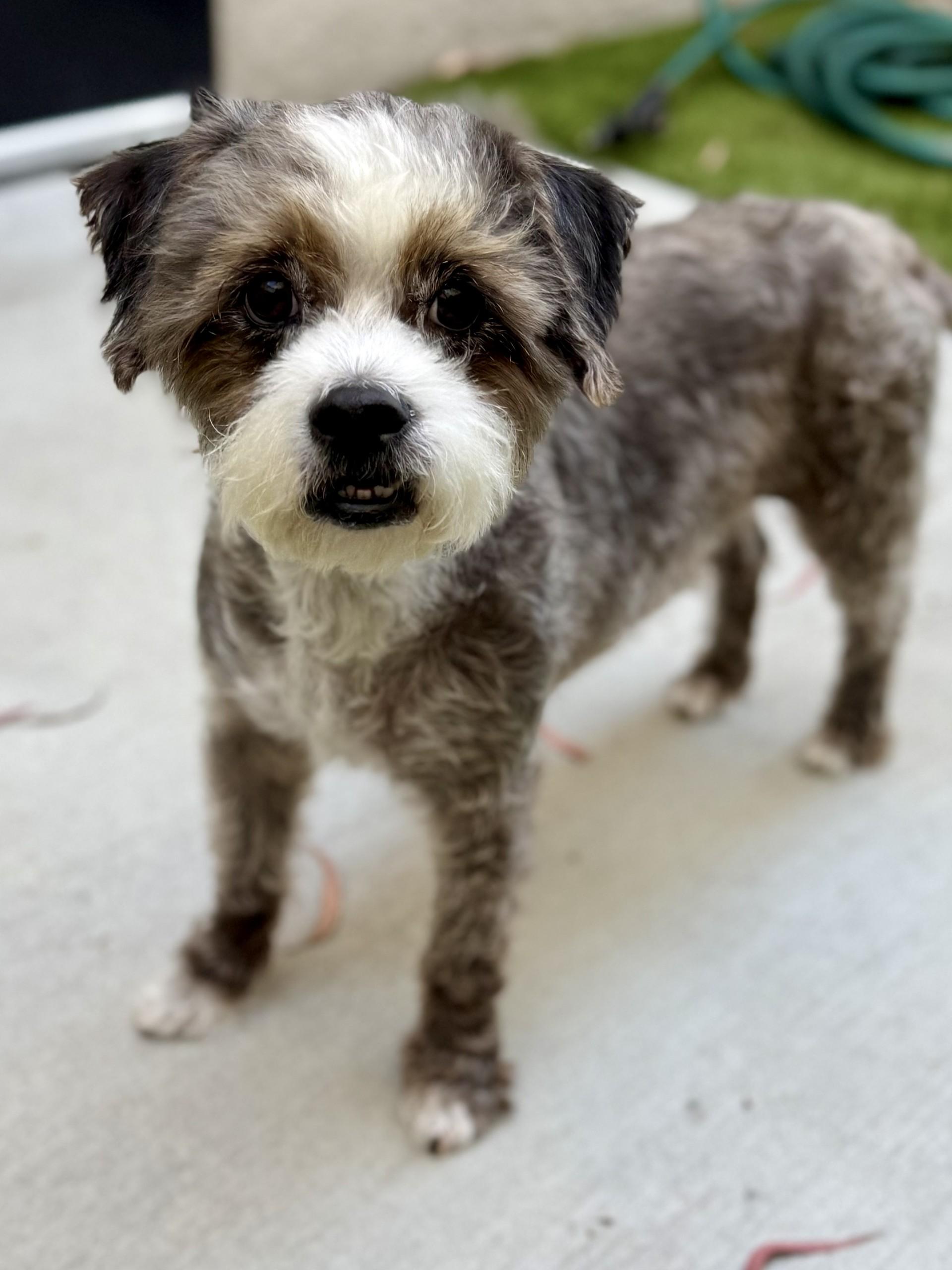 Orio, a ADOPTABLE mixed breed in Los Alamitos, CA image 2/6