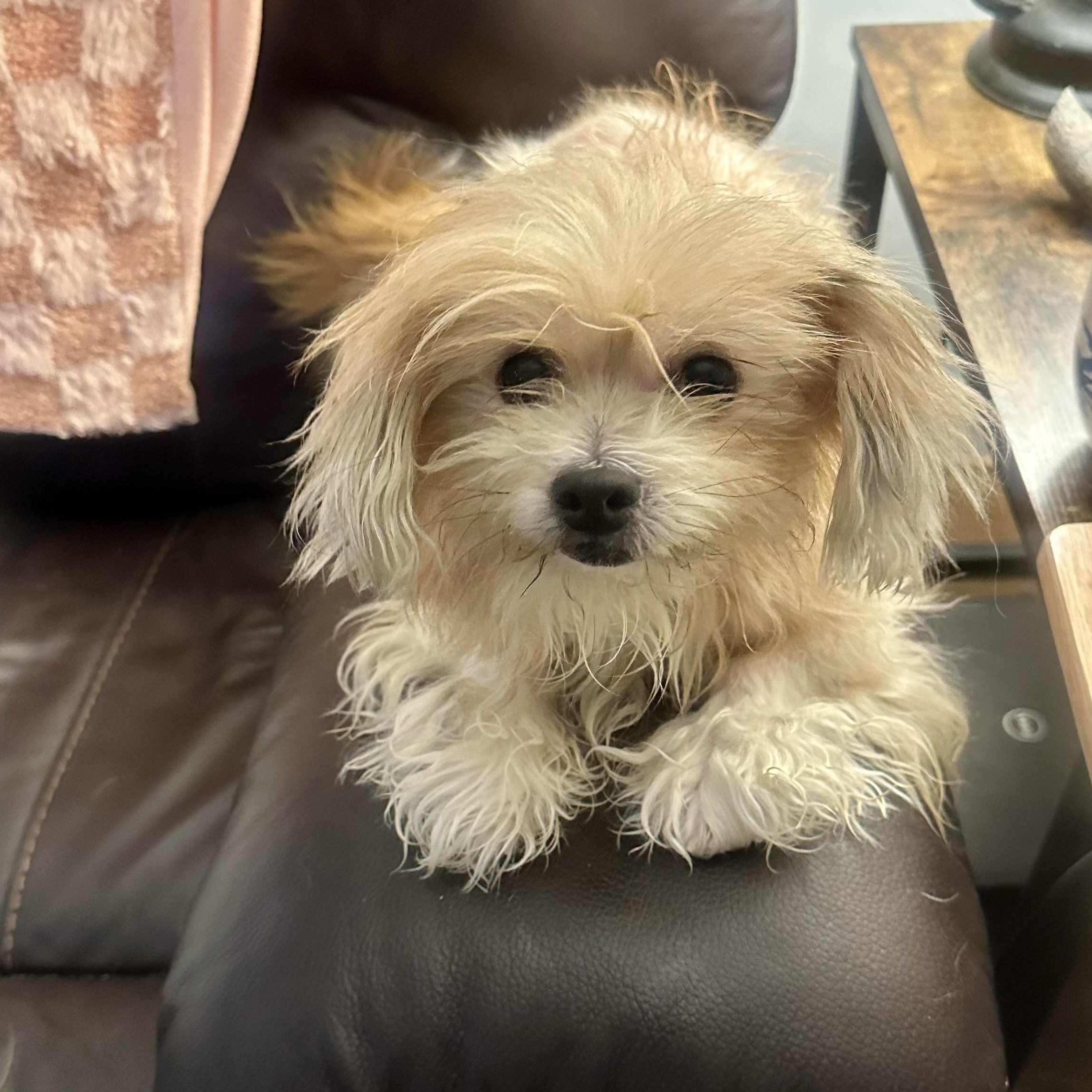 Tink Tink, adopted, Adult Female Maltese & Shih Tzu.