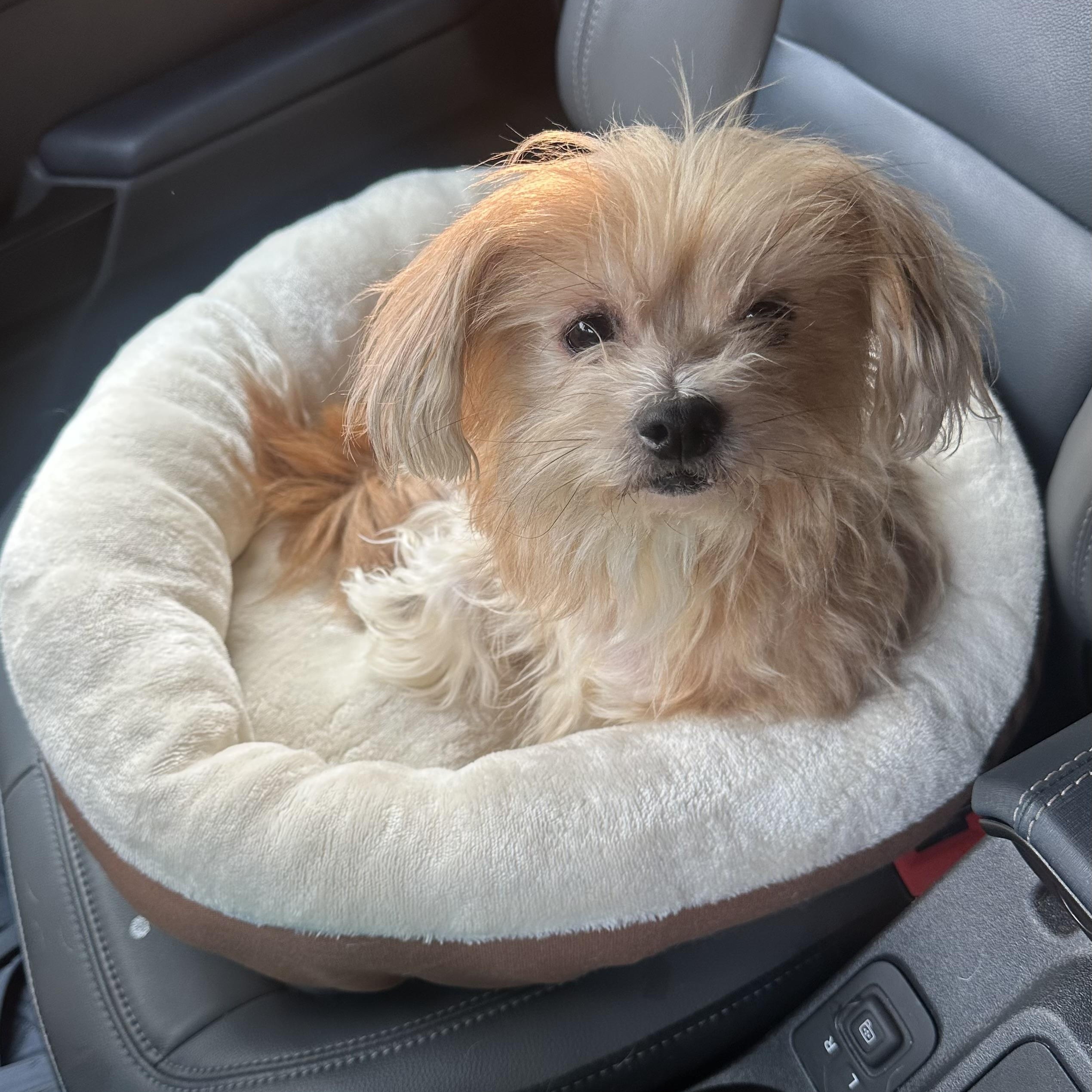 Tink Tink, an adopted mixed breed in Richmond, VA image 4/6