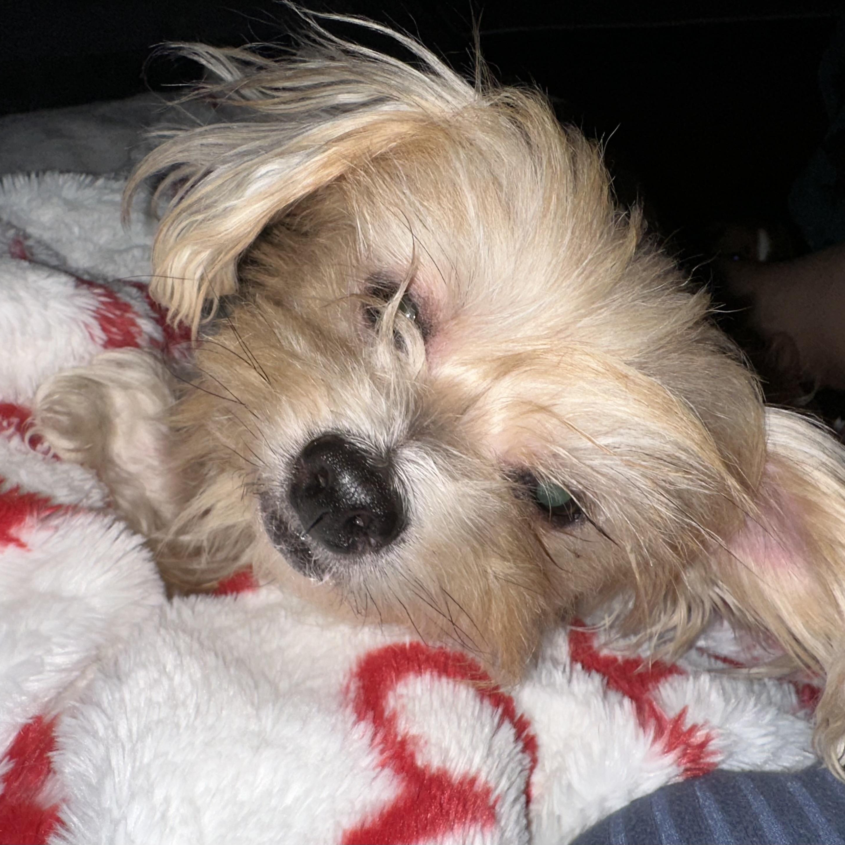Tink Tink, an adopted mixed breed in Richmond, VA image 2/6