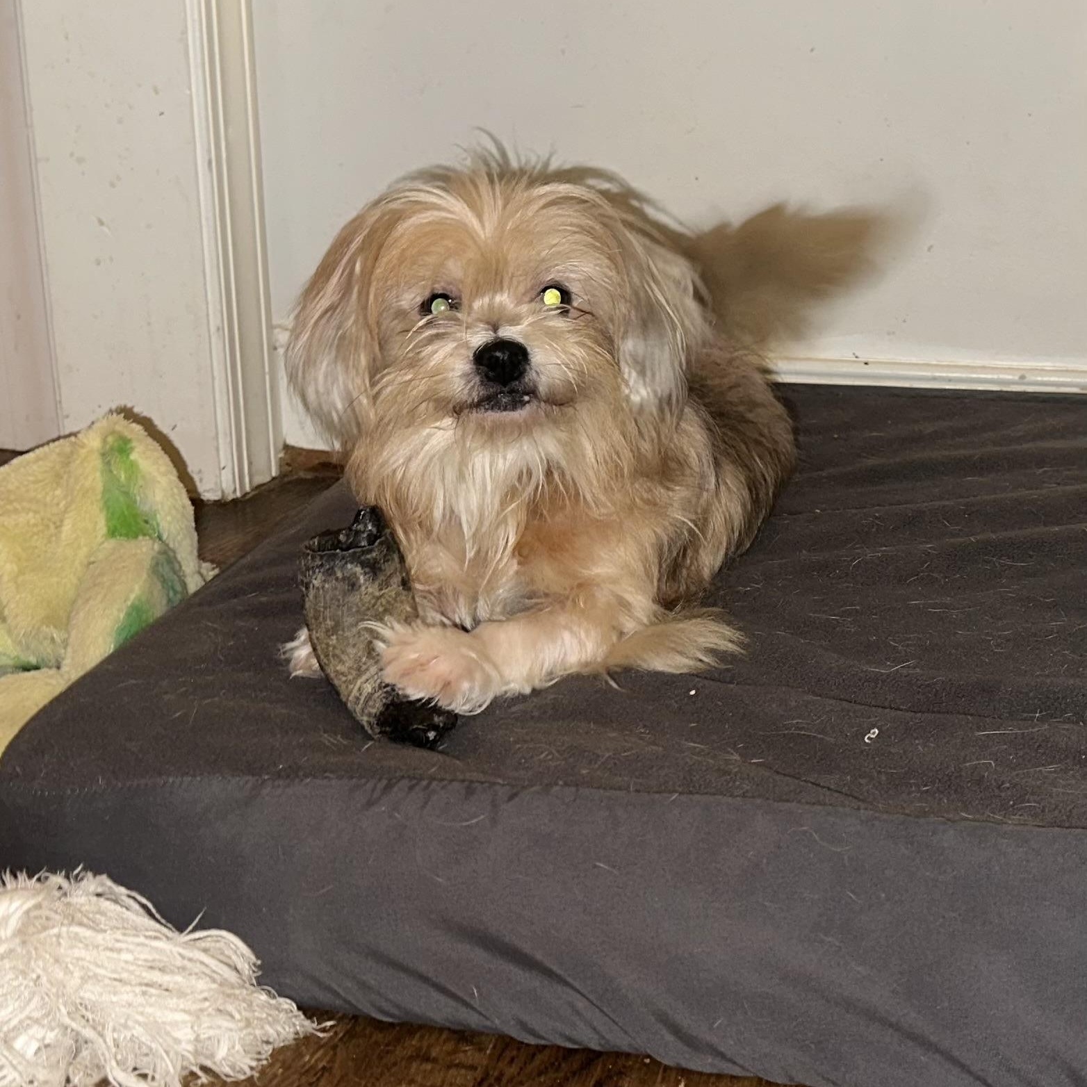 Tink Tink, an adopted mixed breed in Richmond, VA image 5/6