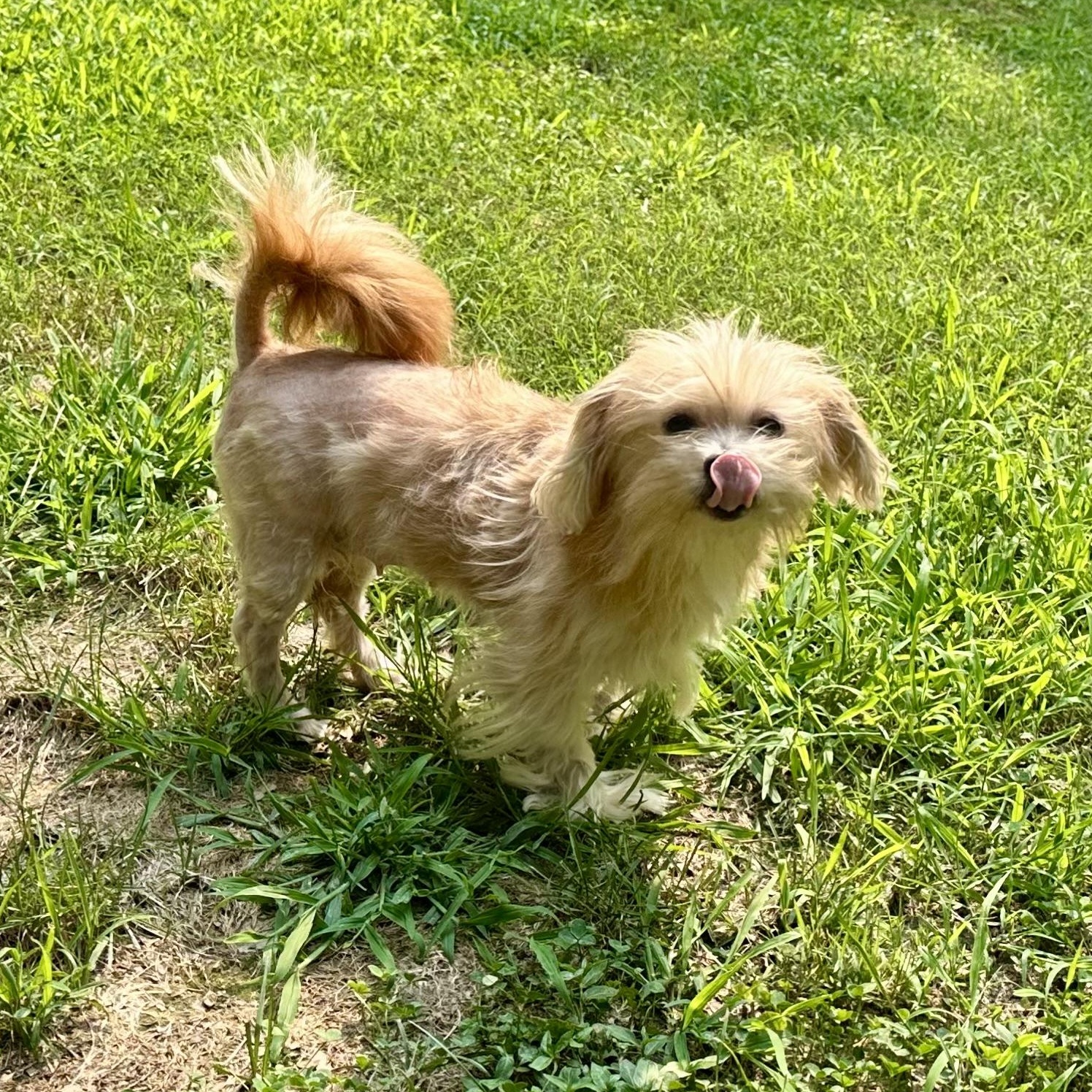Tink Tink, an adopted mixed breed in Richmond, VA image 3/6