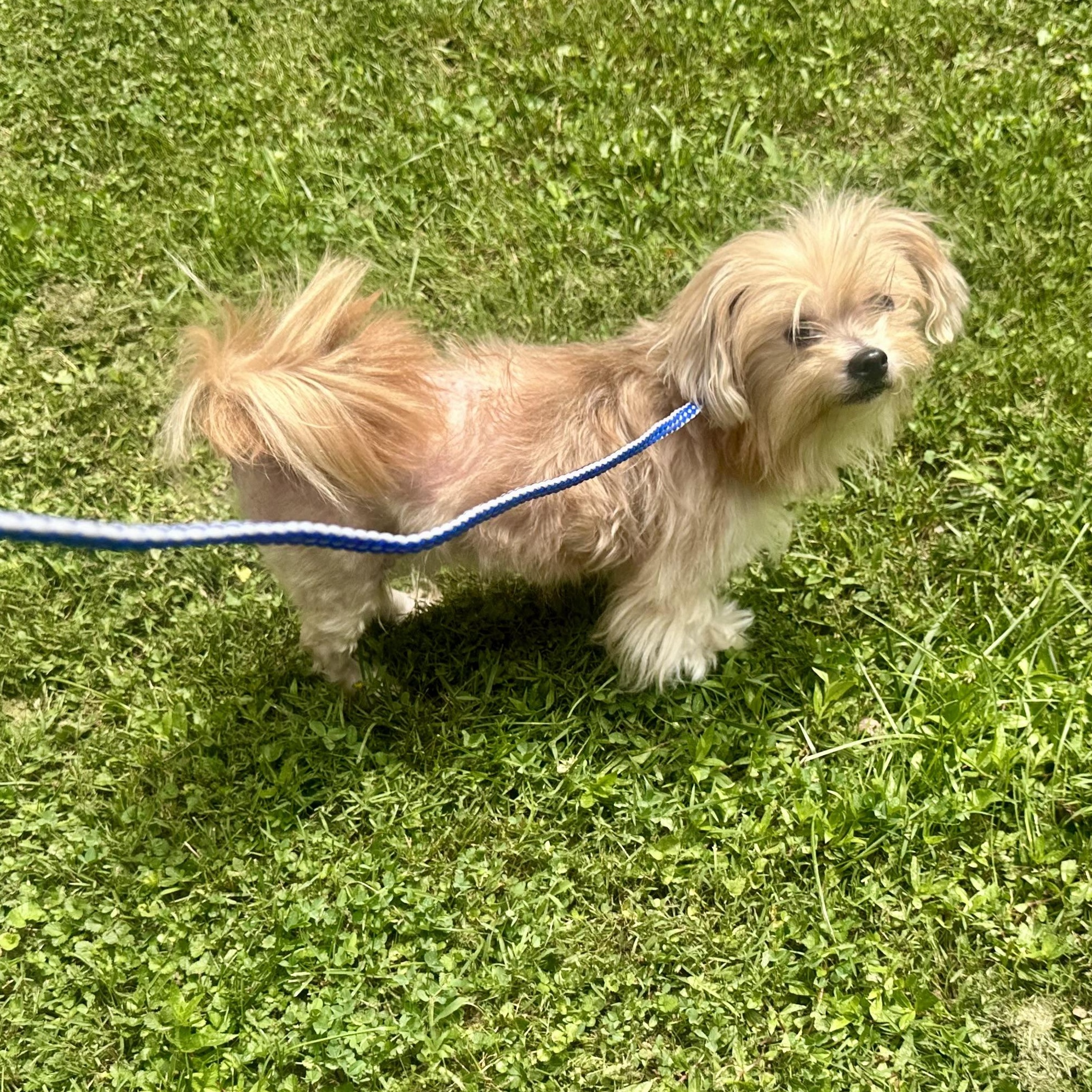 Tink Tink, an adopted mixed breed in Richmond, VA image 6/6