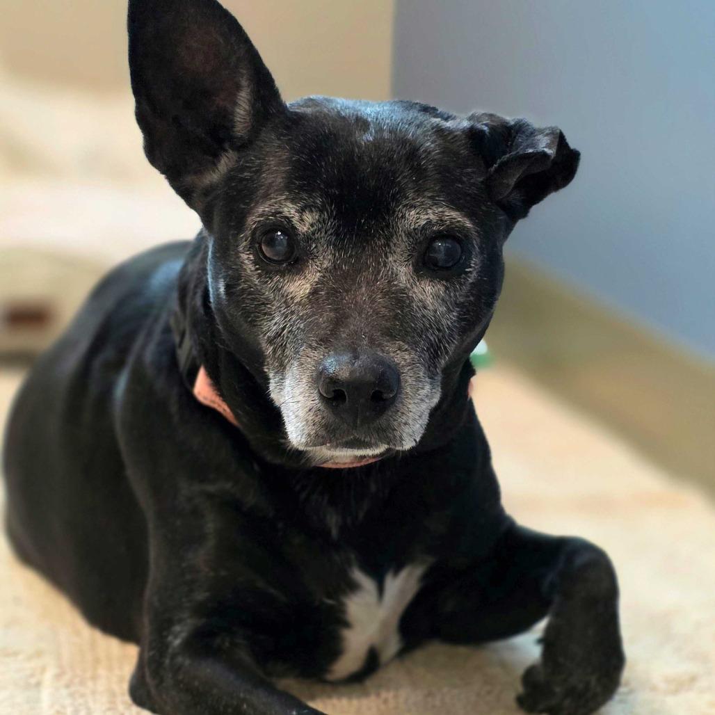 Enlarge Lilo, a Adoptable Mixed Breed in Englewood, FL image 1/2