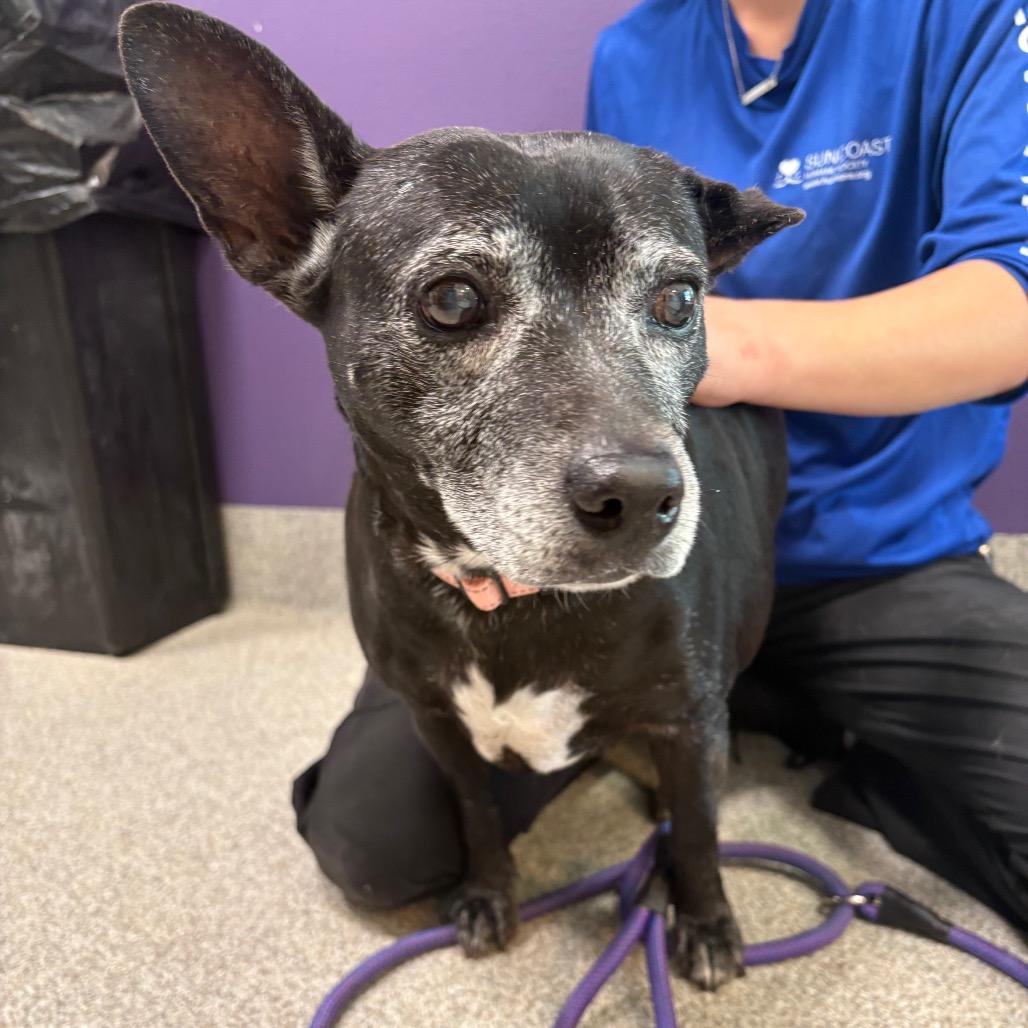 Enlarge Lilo, a Adoptable Mixed Breed in Englewood, FL image 2/2