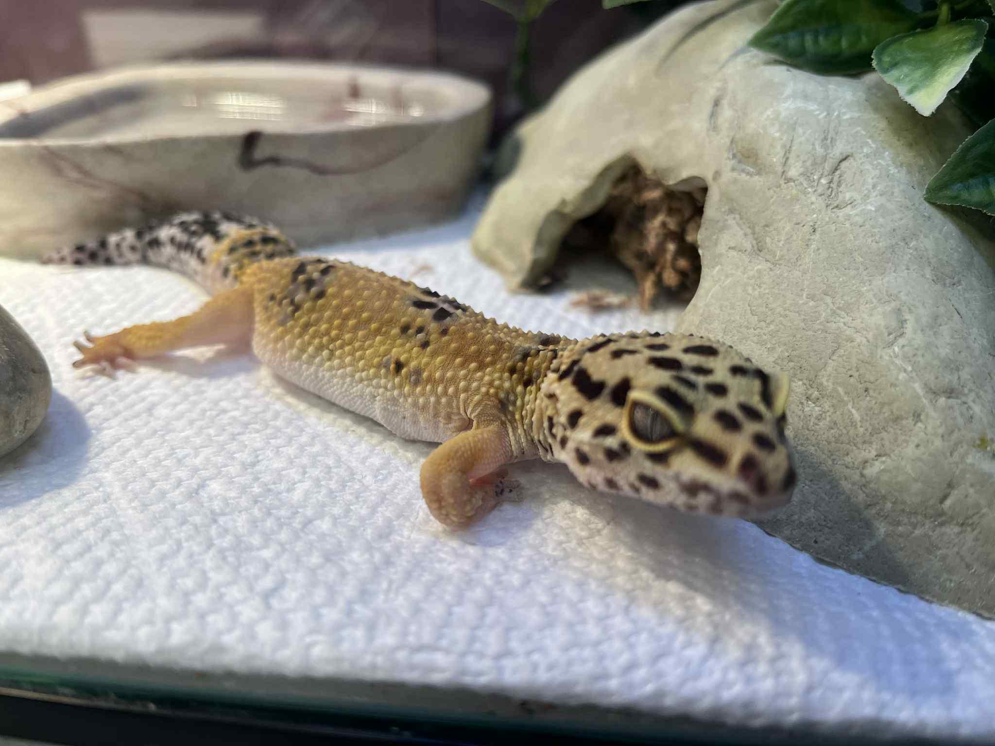 Enlarge Chuck, a Adoptable Gecko in Onalaska, WI image 2/4