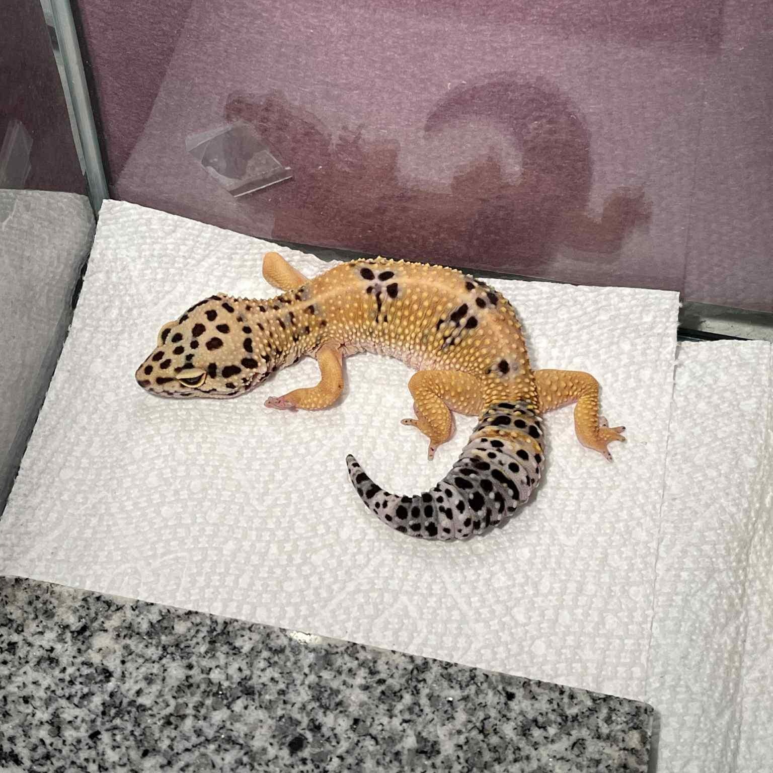 Enlarge Chuck, a Adoptable Gecko in Onalaska, WI image 3/4
