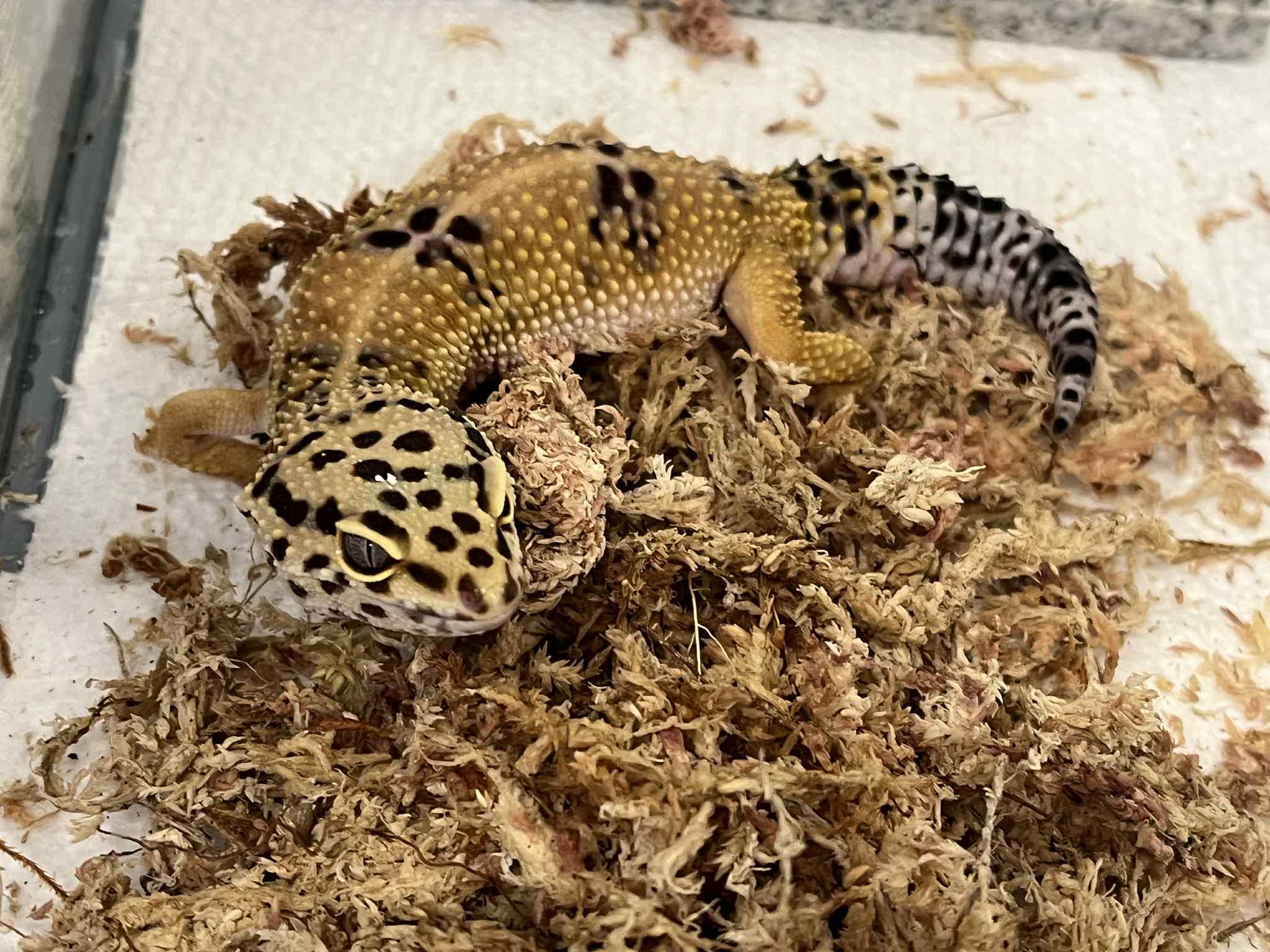 Enlarge Chuck, a Adoptable Gecko in Onalaska, WI image 1/2