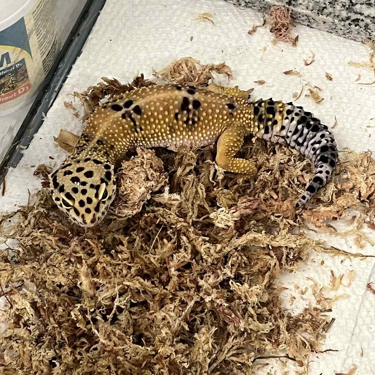 Enlarge Chuck, a Adoptable Gecko in Onalaska, WI image 2/2