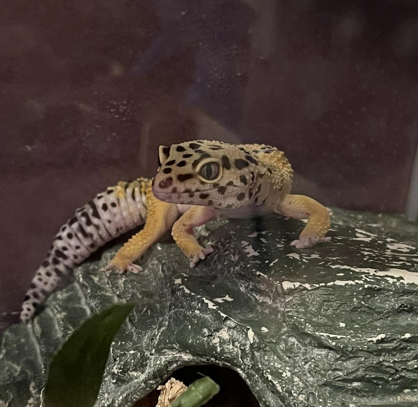 Enlarge Chuck, a Adoptable Gecko in Onalaska, WI image 4/4