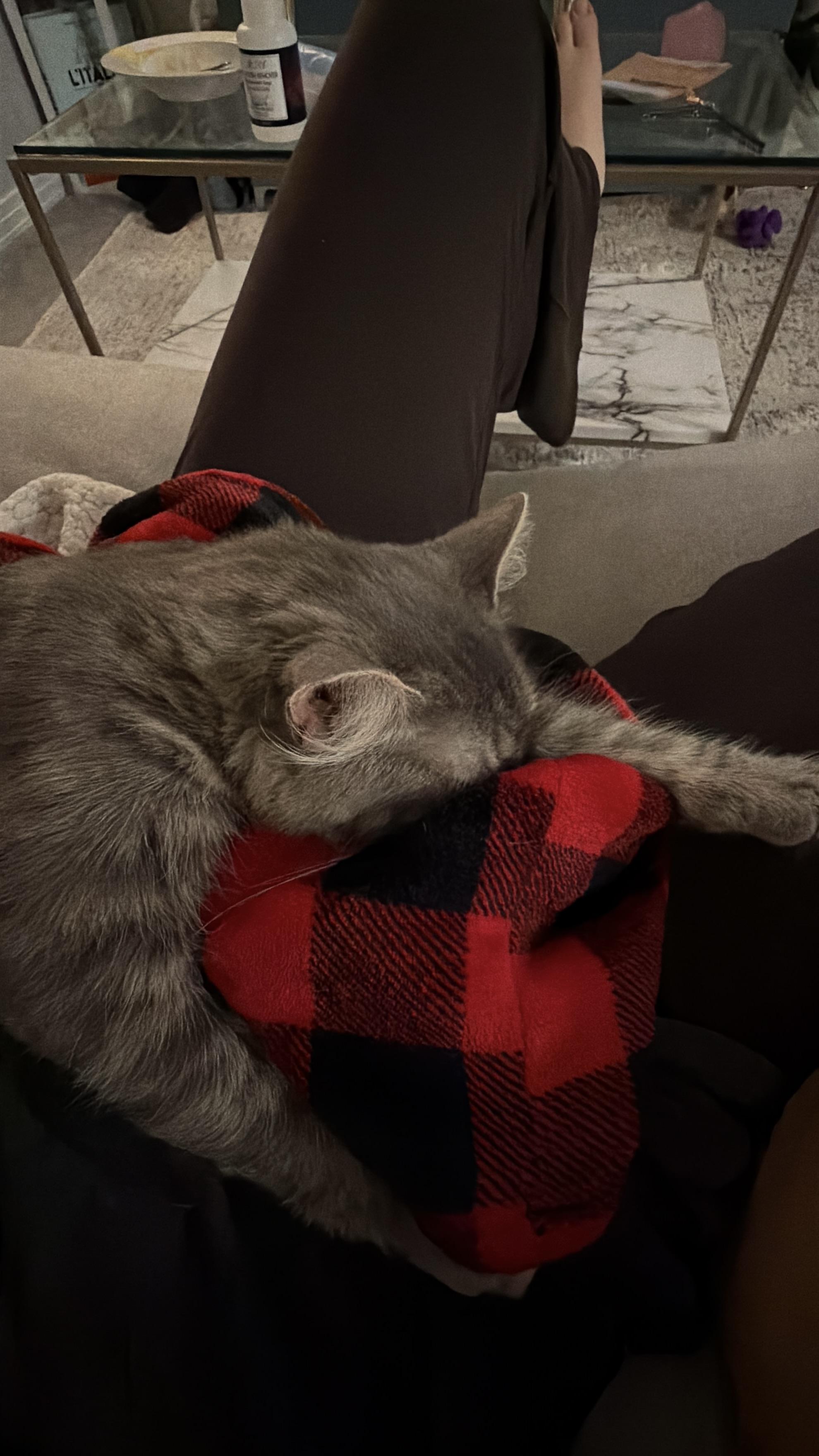 Athena, a ADOPTABLE Domestic Medium Hair in Lakewood, CO image 3/6