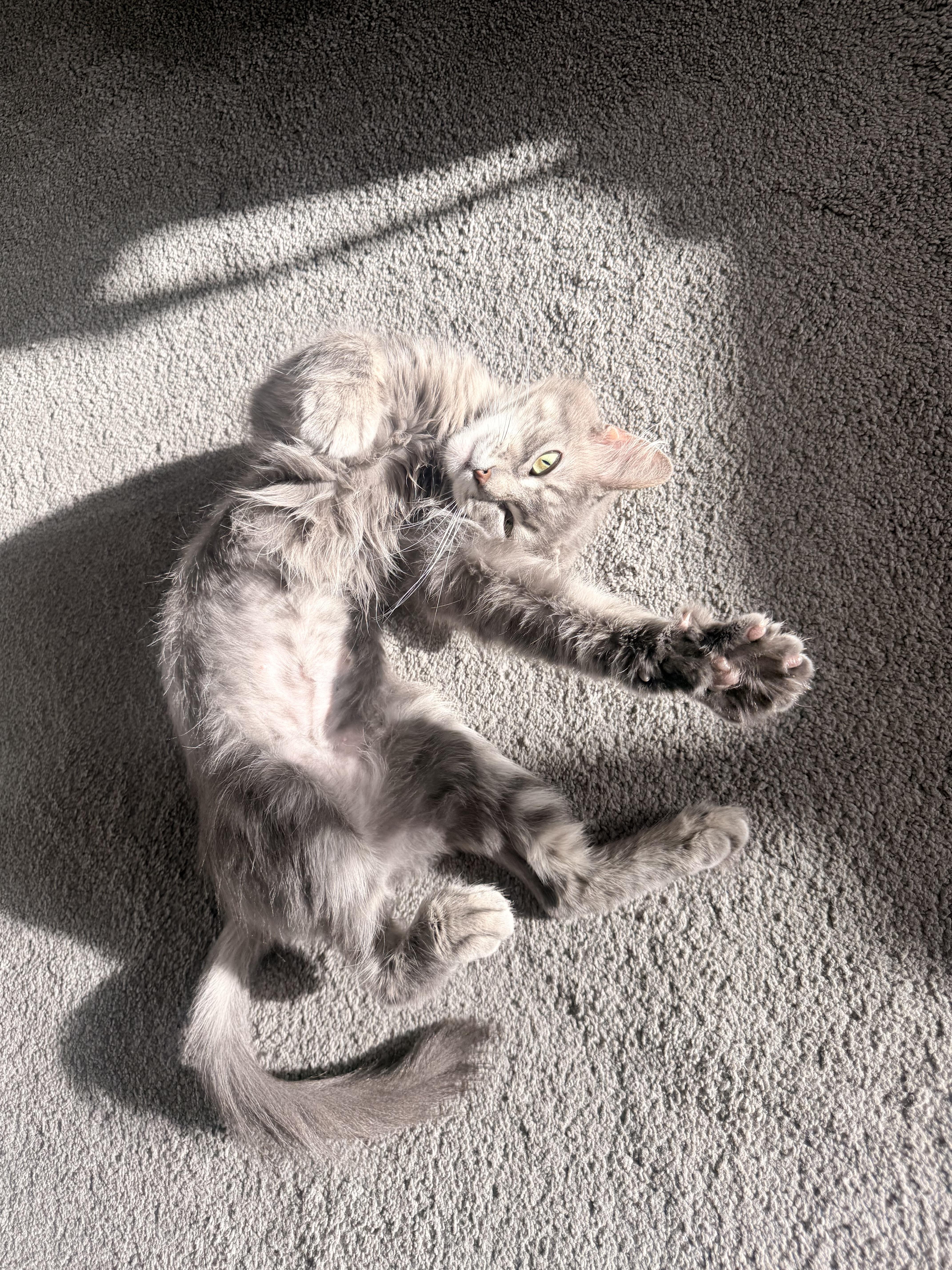 Athena, a ADOPTABLE Domestic Medium Hair in Lakewood, CO image 2/6