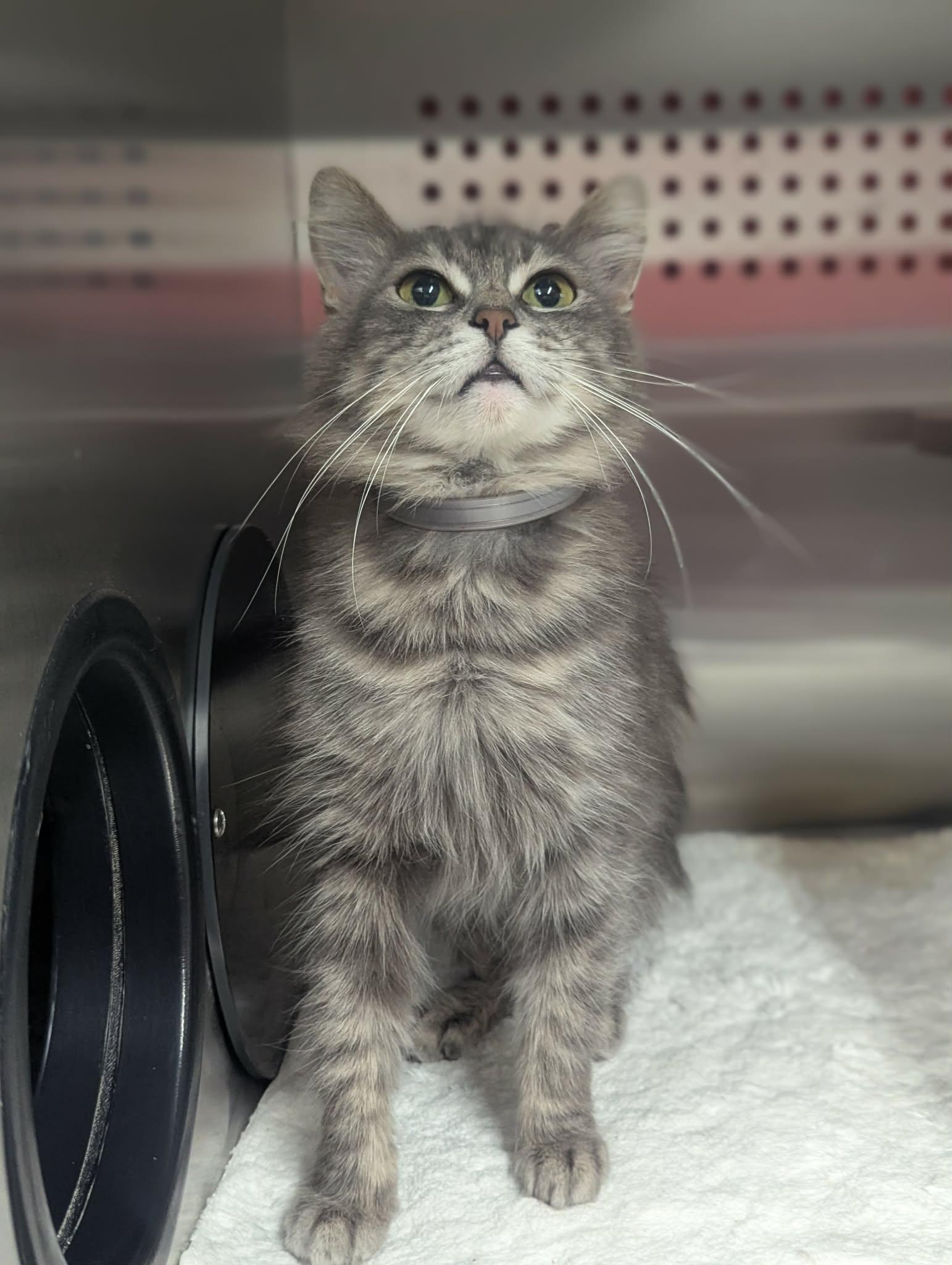 Athena, ADOPTABLE, Adult Female Domestic Medium Hair.