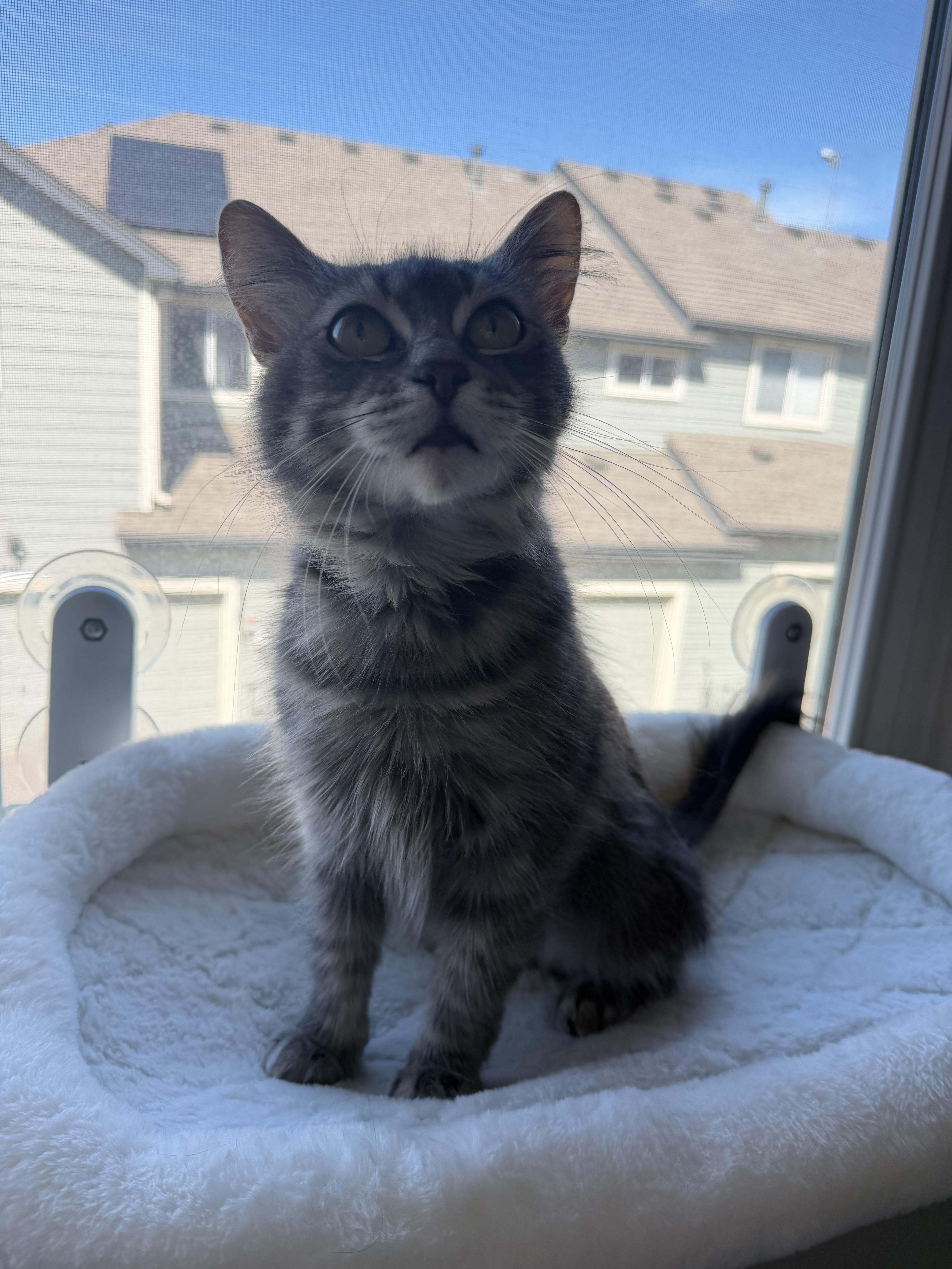 Athena, a ADOPTABLE Domestic Medium Hair in Lakewood, CO image 5/6