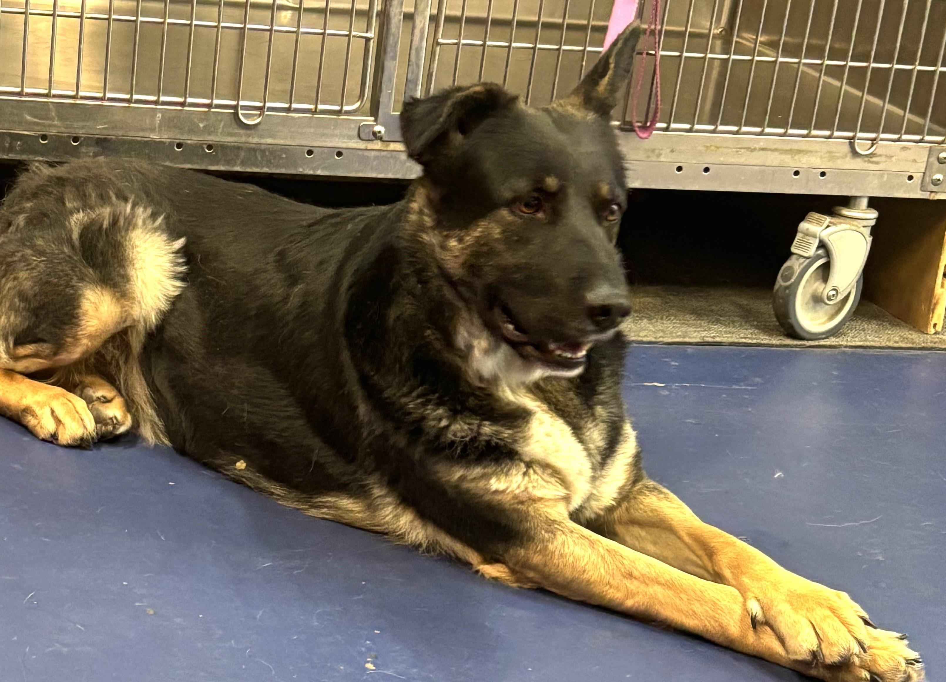 Selena, a Adoptable German Shepherd Dog in Lakewood, CO image 1/4