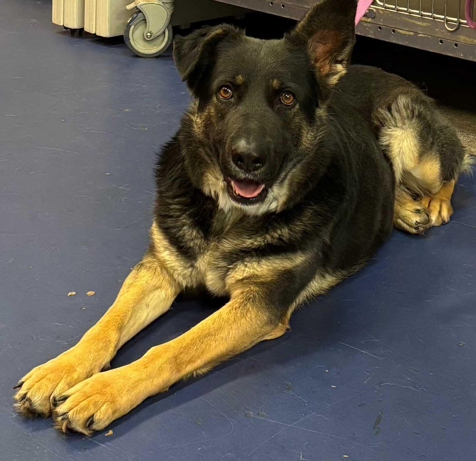 Selena, a Adoptable German Shepherd Dog in Lakewood, CO image 2/4