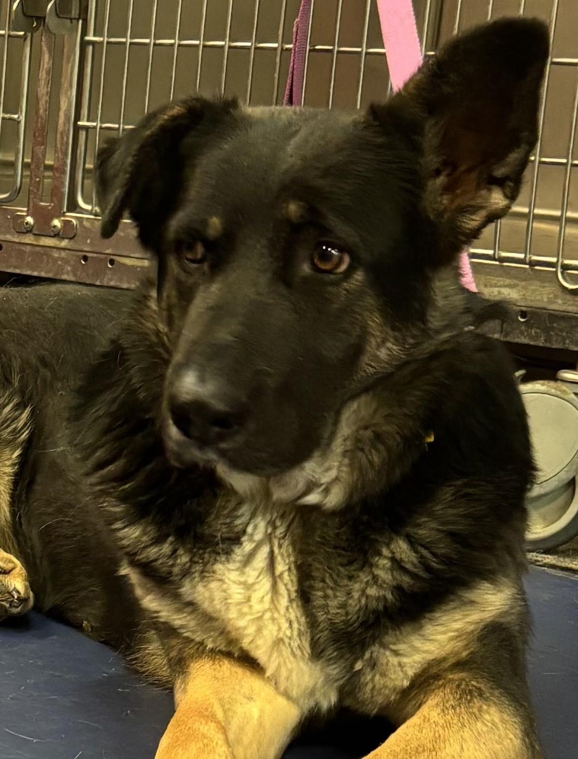 Selena, an adoptable German Shepherd Dog in Lakewood, CO, 80215 | Photo Image 3