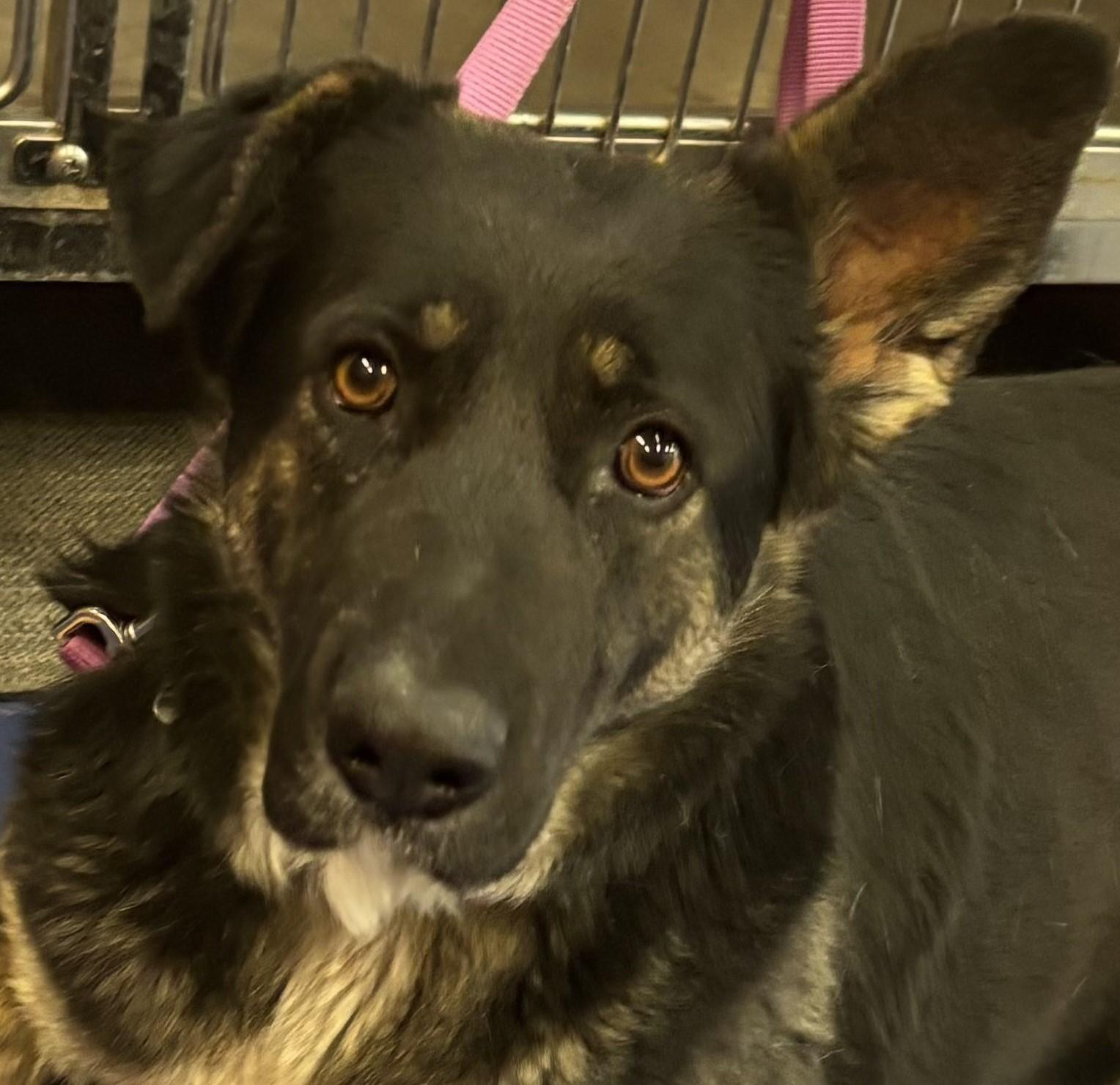 Selena, an adoptable German Shepherd Dog in Lakewood, CO, 80215 | Photo Image 4